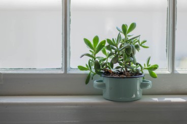 Succulent in small, blue pot on kitchen window sill.