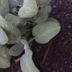 Textured sage leaves fill the frame with garden soil in the background.